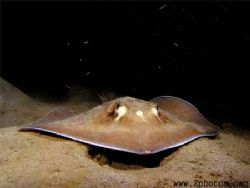This Southern Stingray was cruising over the sand looking... by Zaid Fadul 
